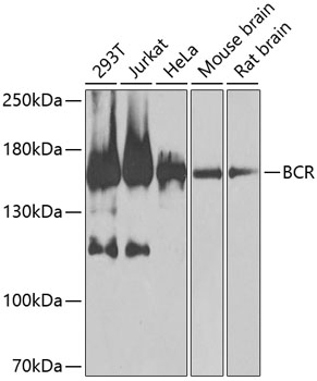 BCR Antibody