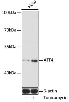 ATF4 Antibody