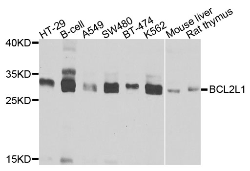 BCL2L1 Antibody