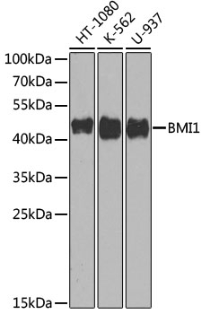 BMI1 Antibody