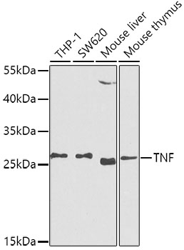 TNF- Antibody