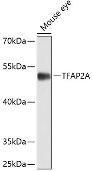 TFAP2A Antibody