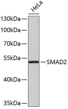 SMAD2 Antibody