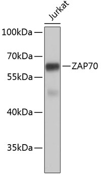 ZAP70 Antibody