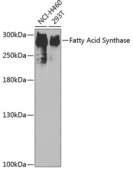 Fatty Acid Synthase Antibody