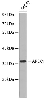 APEX1 Antibody [B4D3]