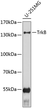 TrkB Antibody [9F9G1]