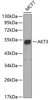 AKT3 Antibody