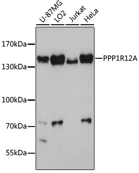 PPP1R12A Antibody