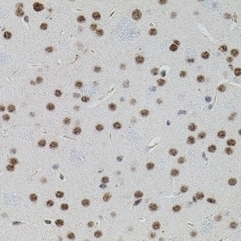 Smad5 Antibody