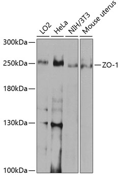 ZO-1 Antibody