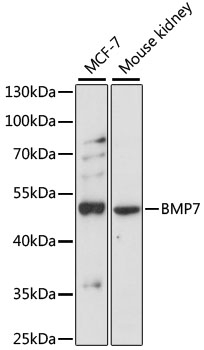 BMP7 Antibody