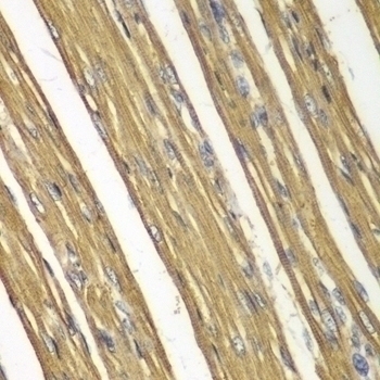 CASP7 Antibody