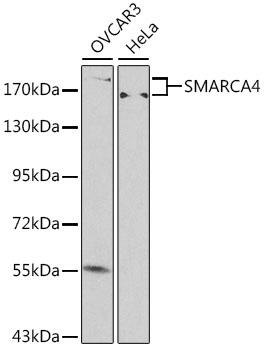 SMARCA4 Antibody, KO Validated