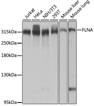 FLNA Antibody