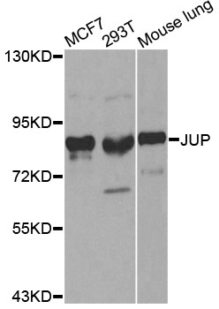 JUP Antibody
