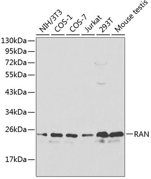 RAN Antibody