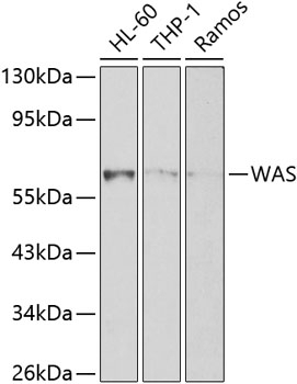 WAS Antibody