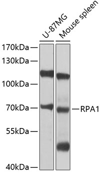 RPA1 Antibody