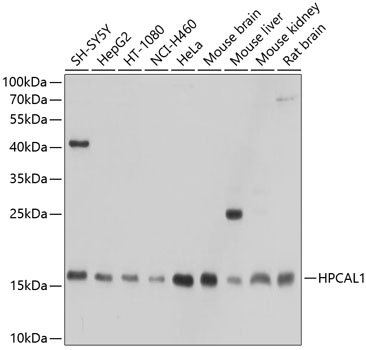 HPCAL1 Antibody