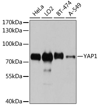 YAP1 Antibody, KO Validated