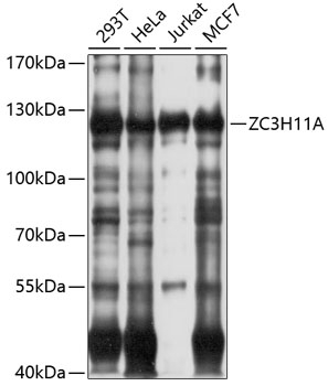 ZC3H11A Antibody