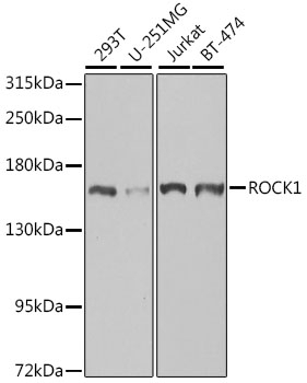 ROCK1 Antibody, KO Validated
