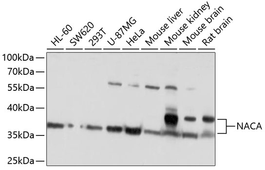 NACA Antibody