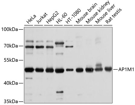 AP1M1 Antibody