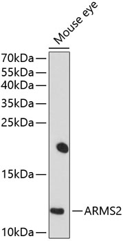ARMS2 Antibody