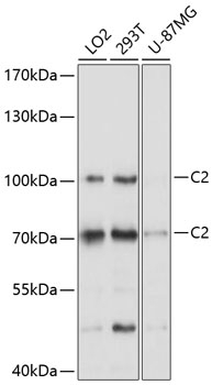 C2 Antibody