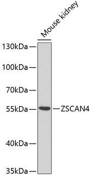 ZSCAN4C Antibody