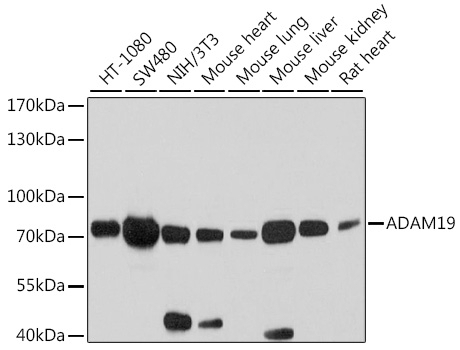 ADAM19 Antibody