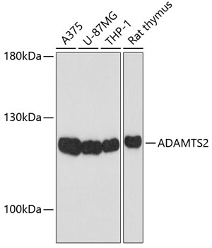ADAMTS2 Antibody