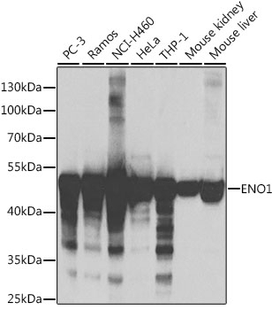 ENO1 Antibody, KO Validated