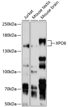 XPO6 Antibody