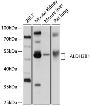 ALDH3B1 Antibody