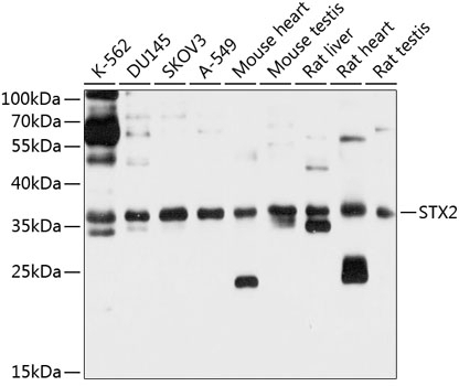 STX2 Antibody