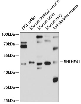 BHLHE41 Antibody
