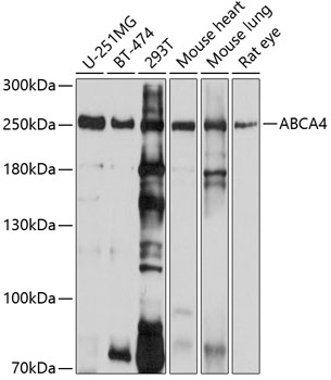 ABCA4 Antibody