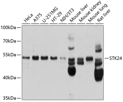 STK24 Antibody