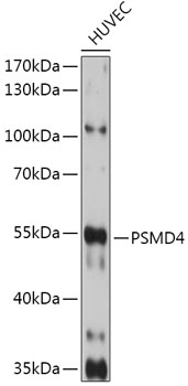 PSMD4 Antibody