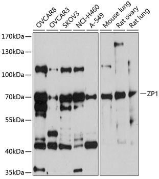 ZP1 Antibody