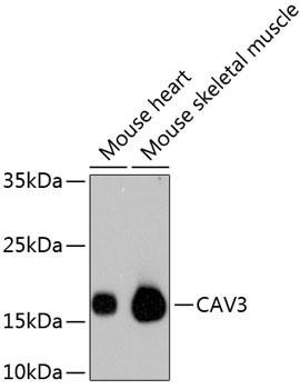 CAV3 Antibody [C3B0]