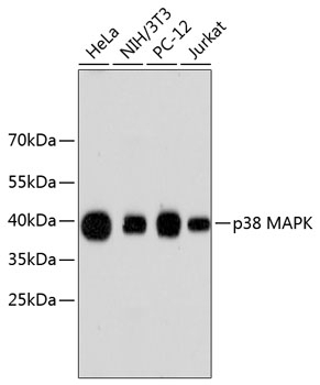 p38 MAPK Antibody [H8B1]