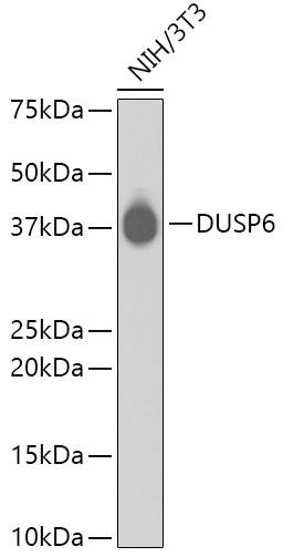 DUSP6 Antibody [A2D4] - Cat. No. 13-833 | ProSci