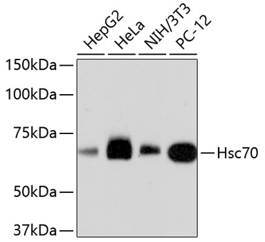 Hsc70 Antibody [31H6]
