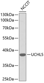 UCHL5 Antibody