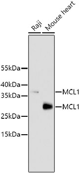 MCL1 Antibody [E8E5]