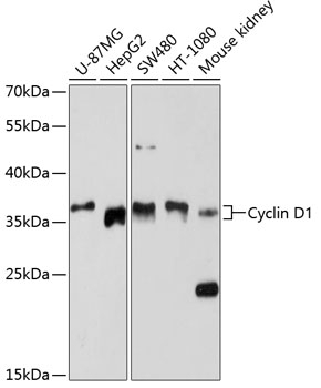 Cyclin D1 Antibody